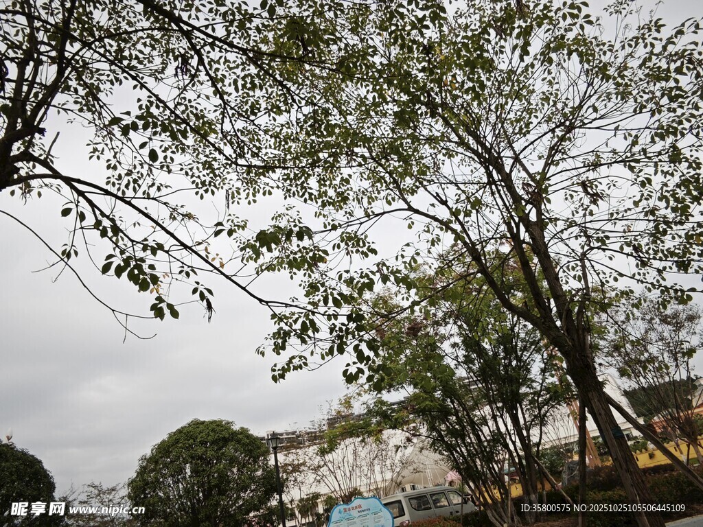雨中繁茂树木景观