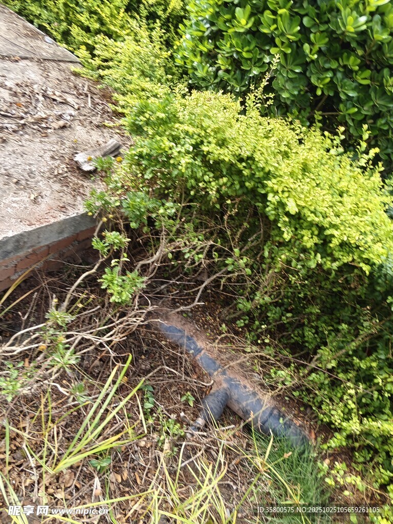 草丛中的神秘爬行生物