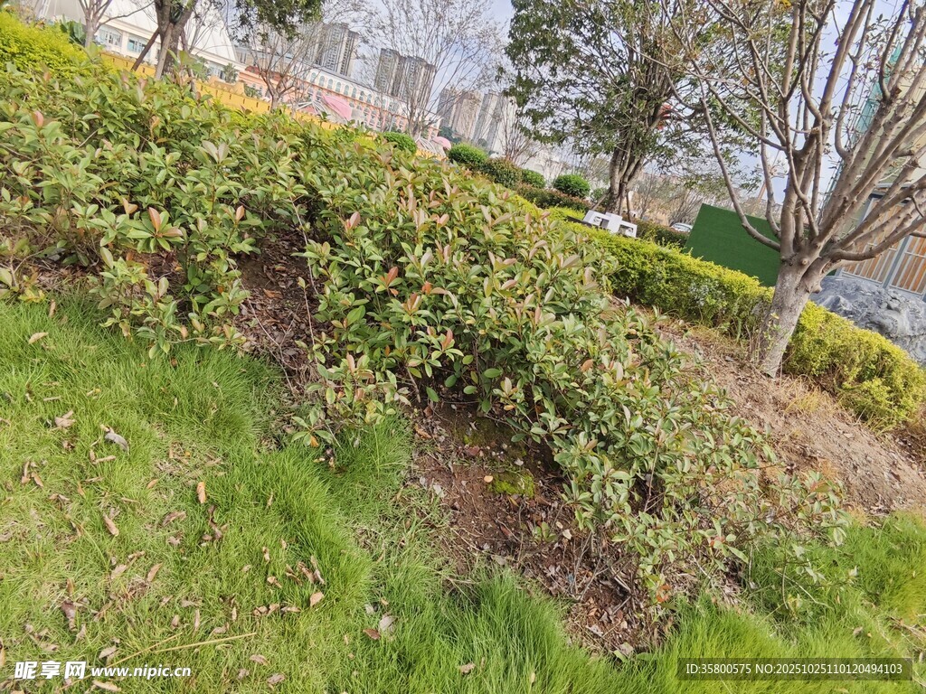 城市绿化带景观