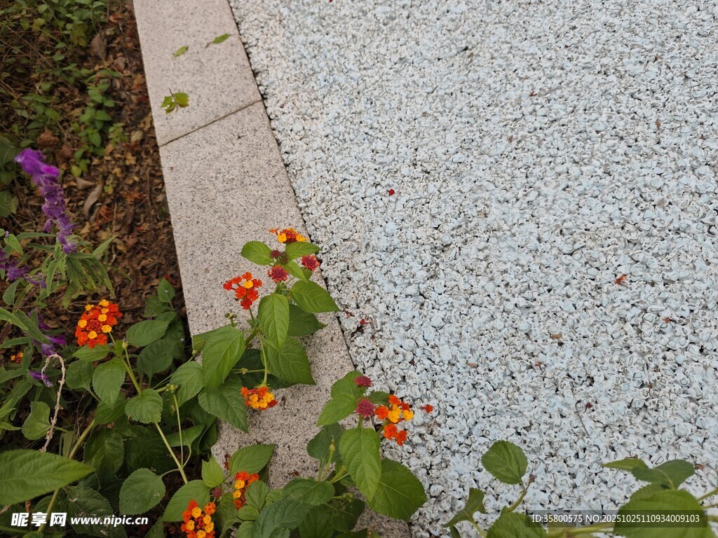 路边绽放的橙色小花