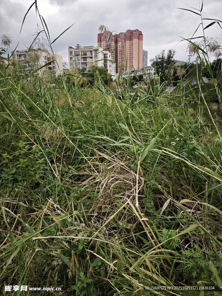 城市边的繁茂野草