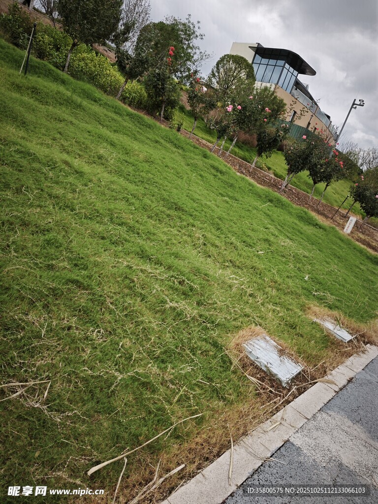 户外翠绿草坪与建筑景观