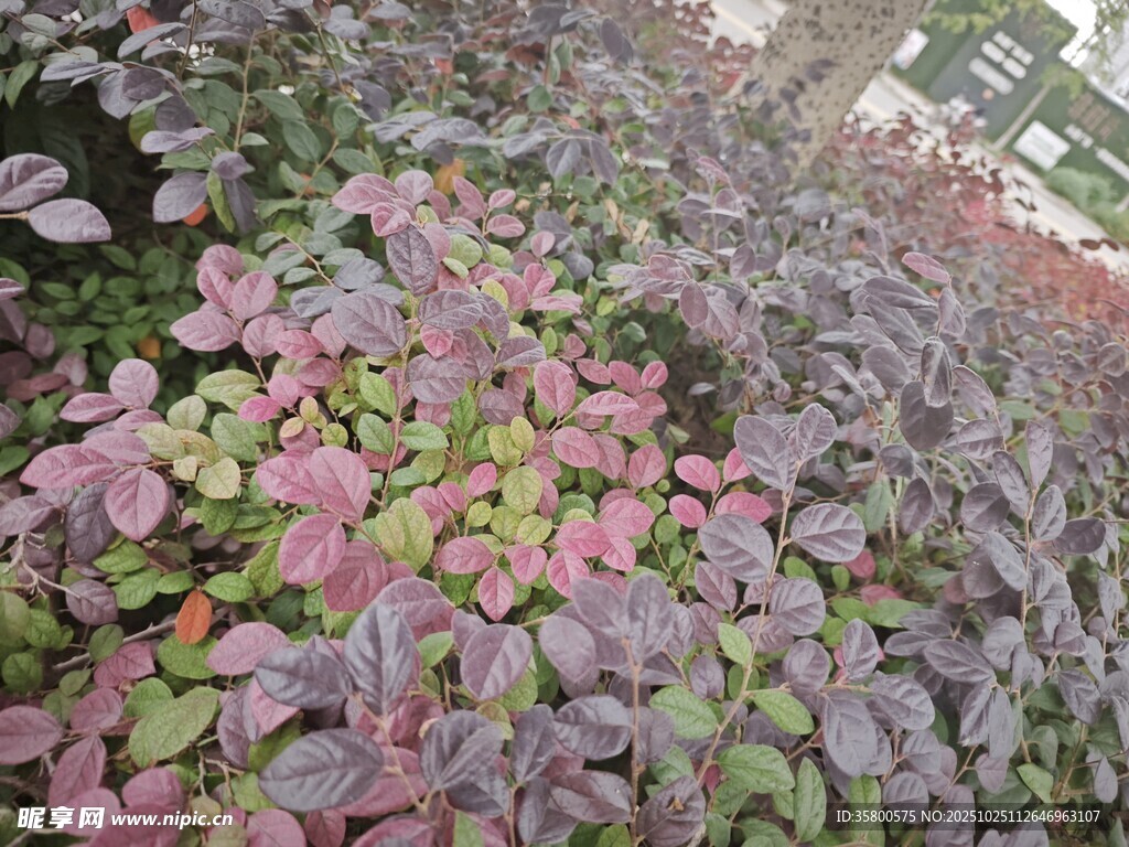 多彩叶片植物景观