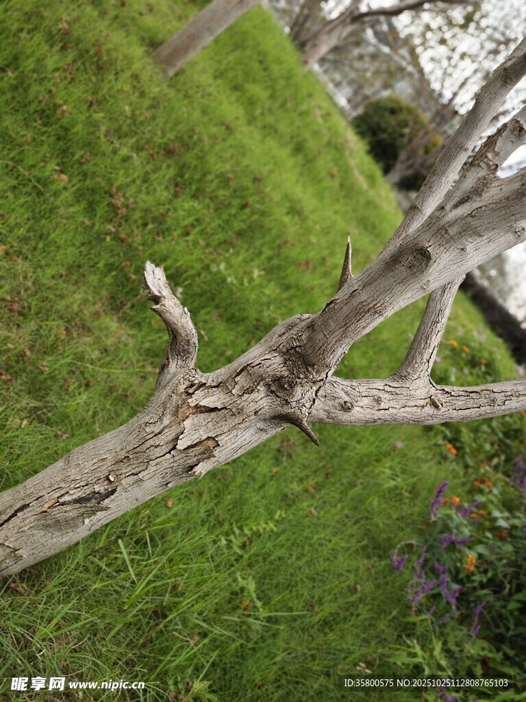 枯树枝立于翠绿草地