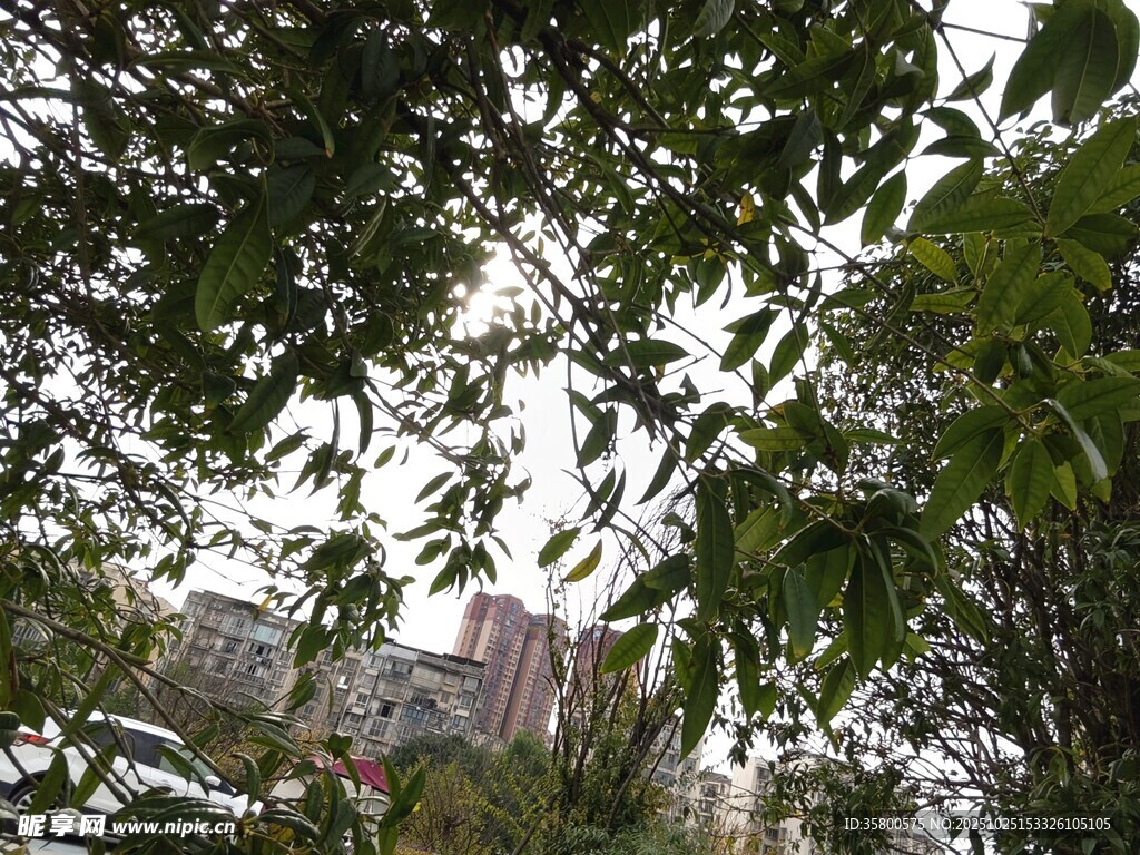 透过枝叶见远处建筑