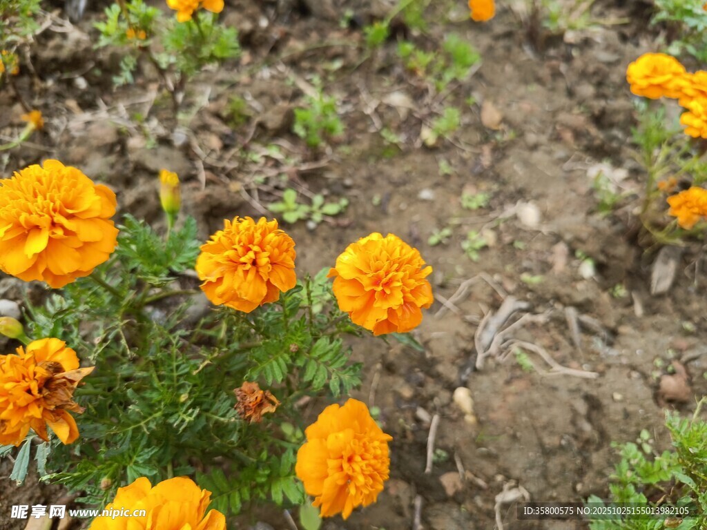 橙色万寿菊绽放于草地