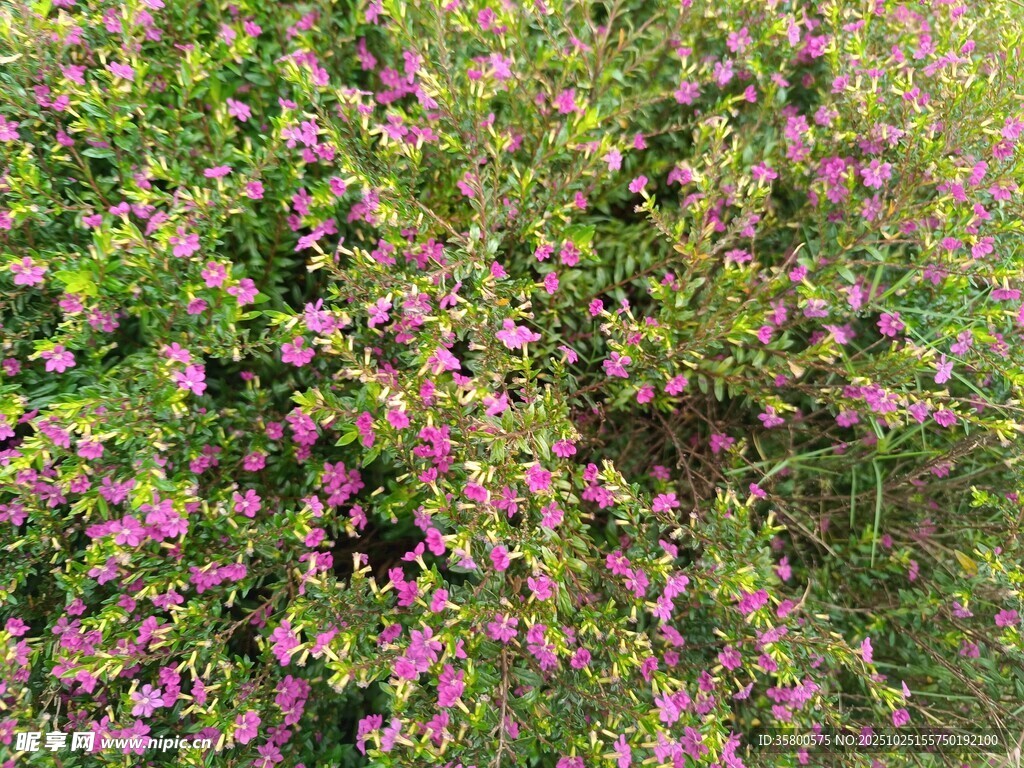 繁茂粉色花丛景观