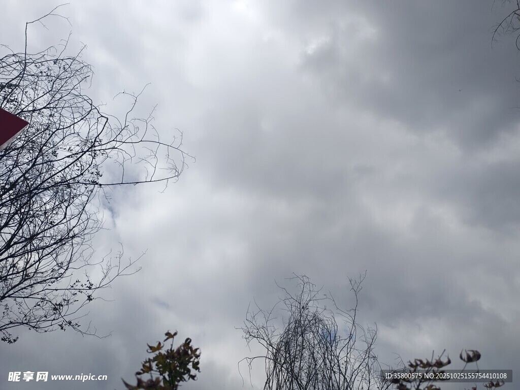 阴天下的光秃树枝与风筝