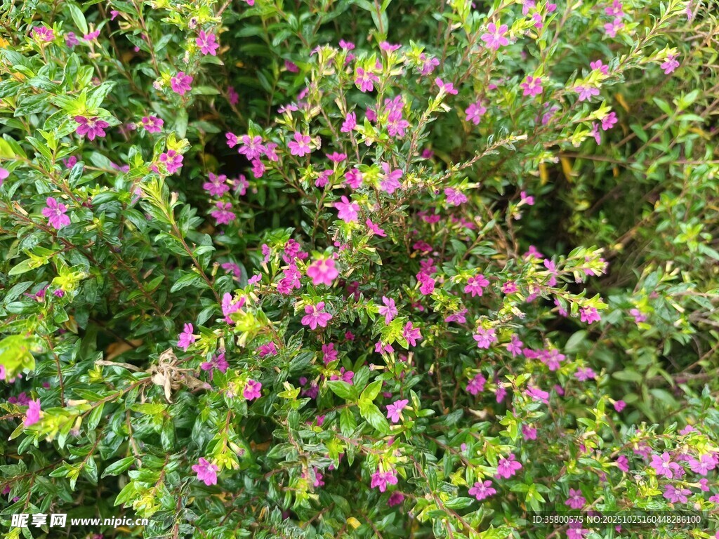 繁茂花丛中的紫色小花