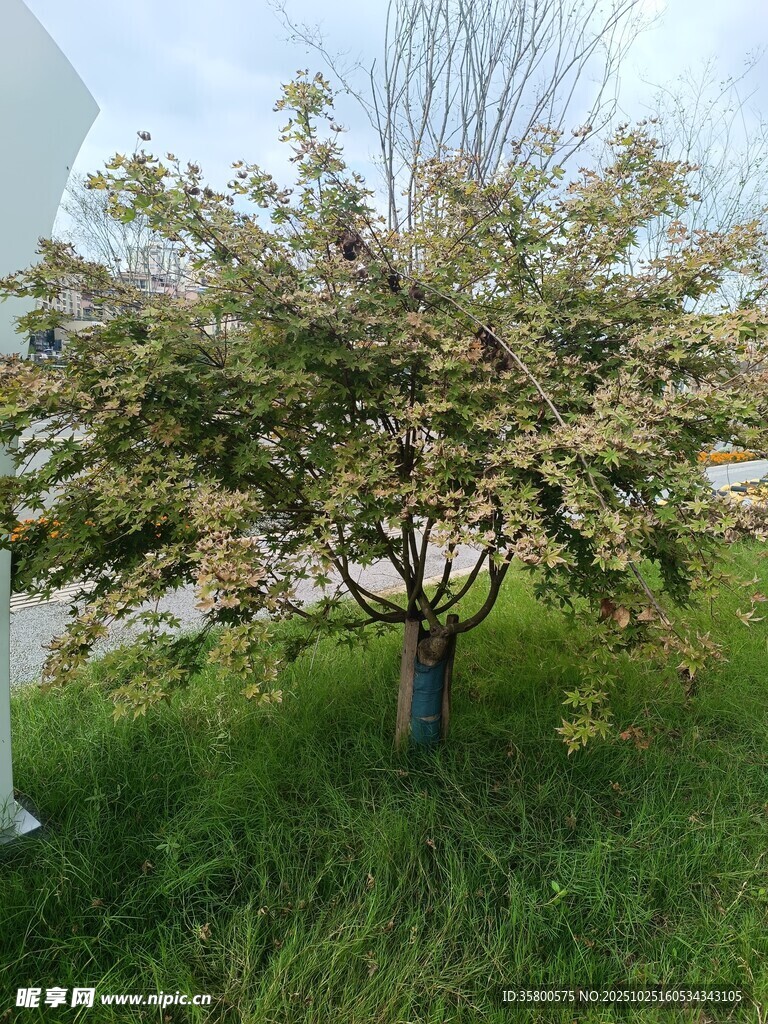 盛开的繁花树木