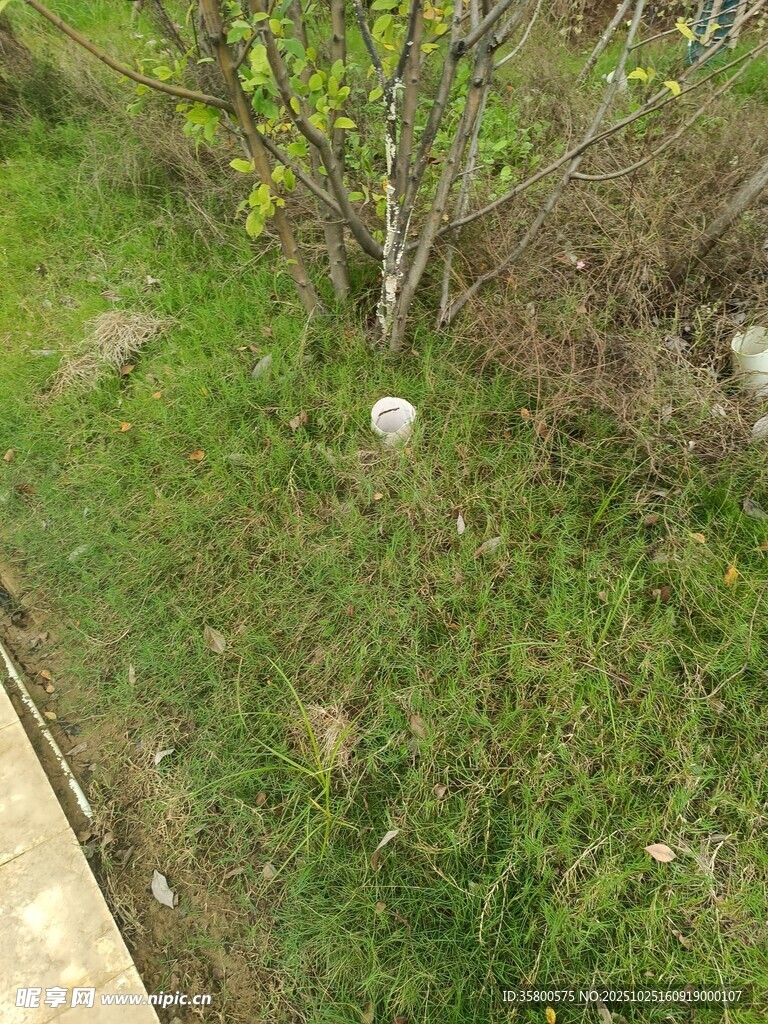 路边绿意盎然的草地与小树