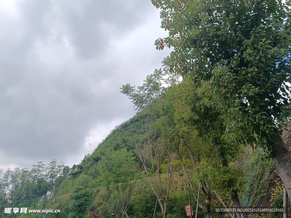 山间绿树与多云天空