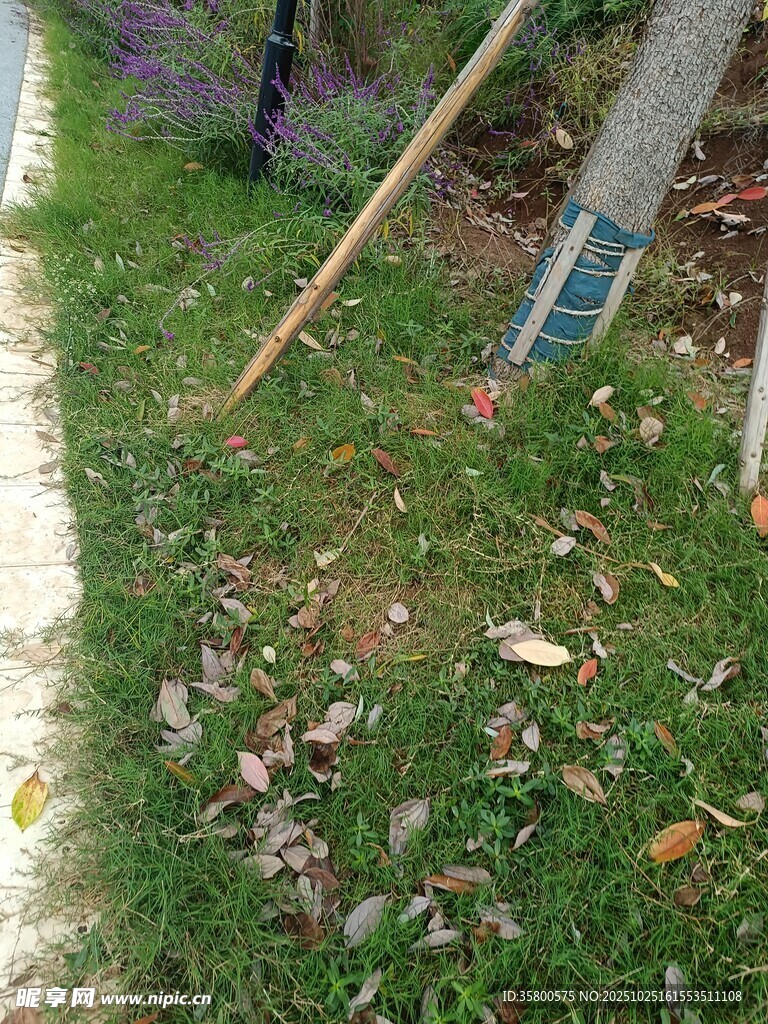 路边的木棍与散落树叶