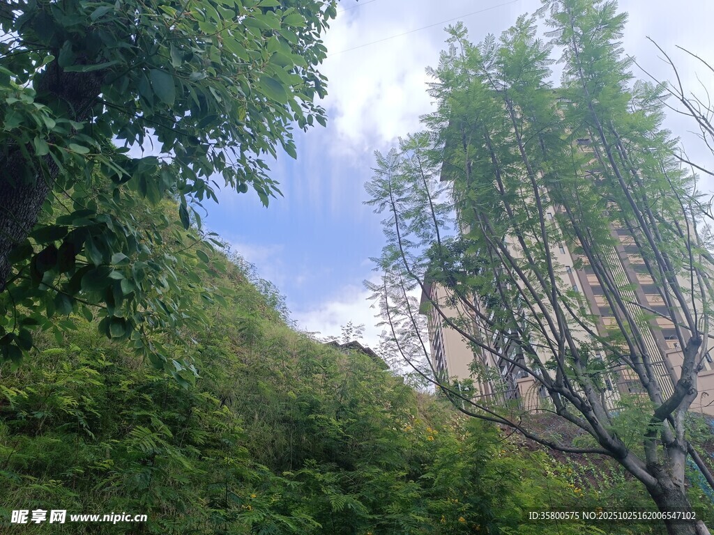 山林间的蓝天绿树景致