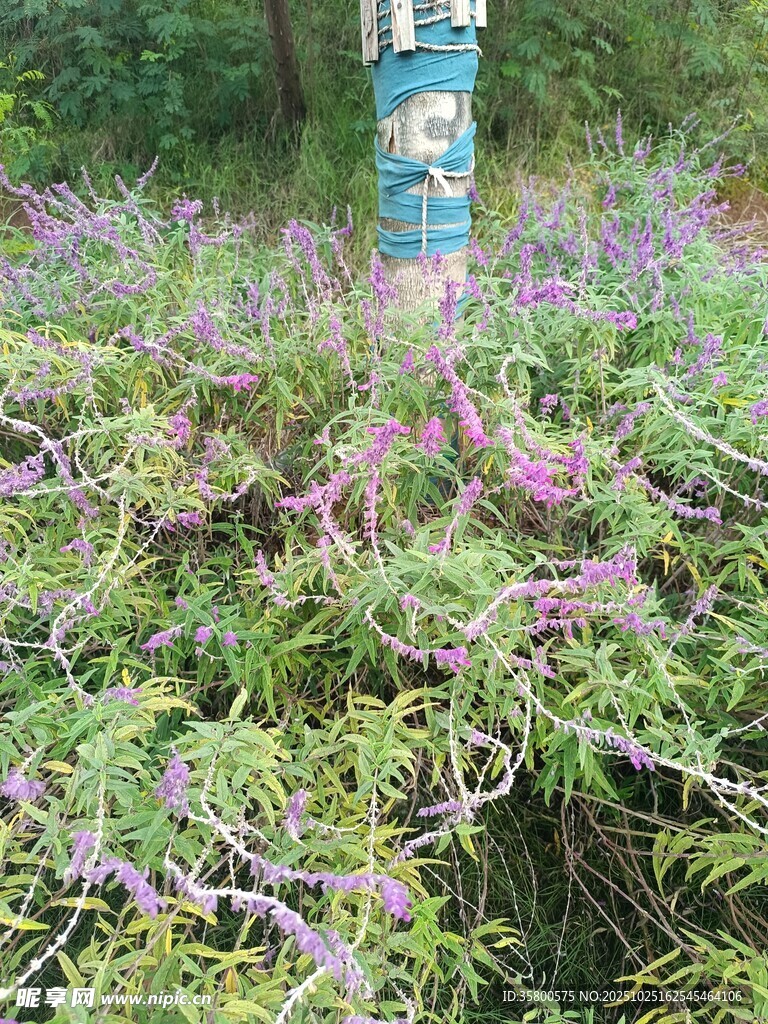 紫色花丛中的蓝色标识牌