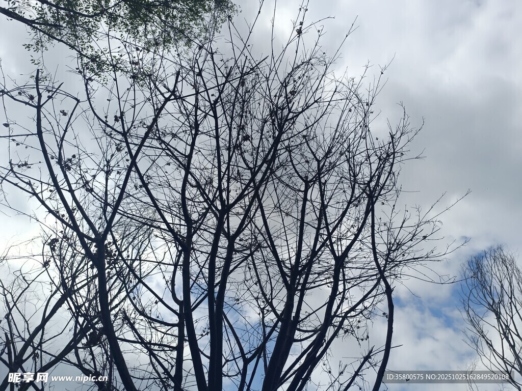 冬日枯树与阴沉天空
