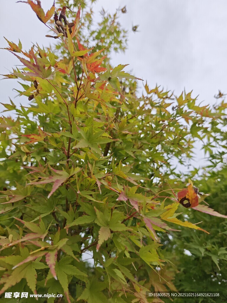 绿叶间的橙红果实