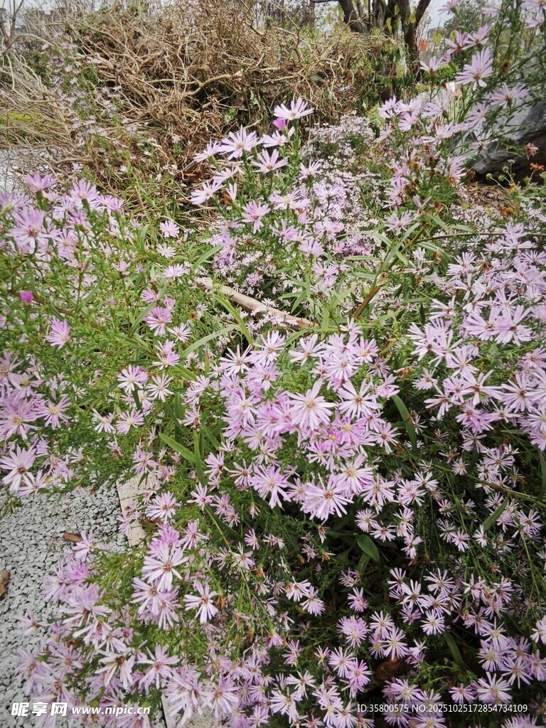 烂漫紫花绽于野