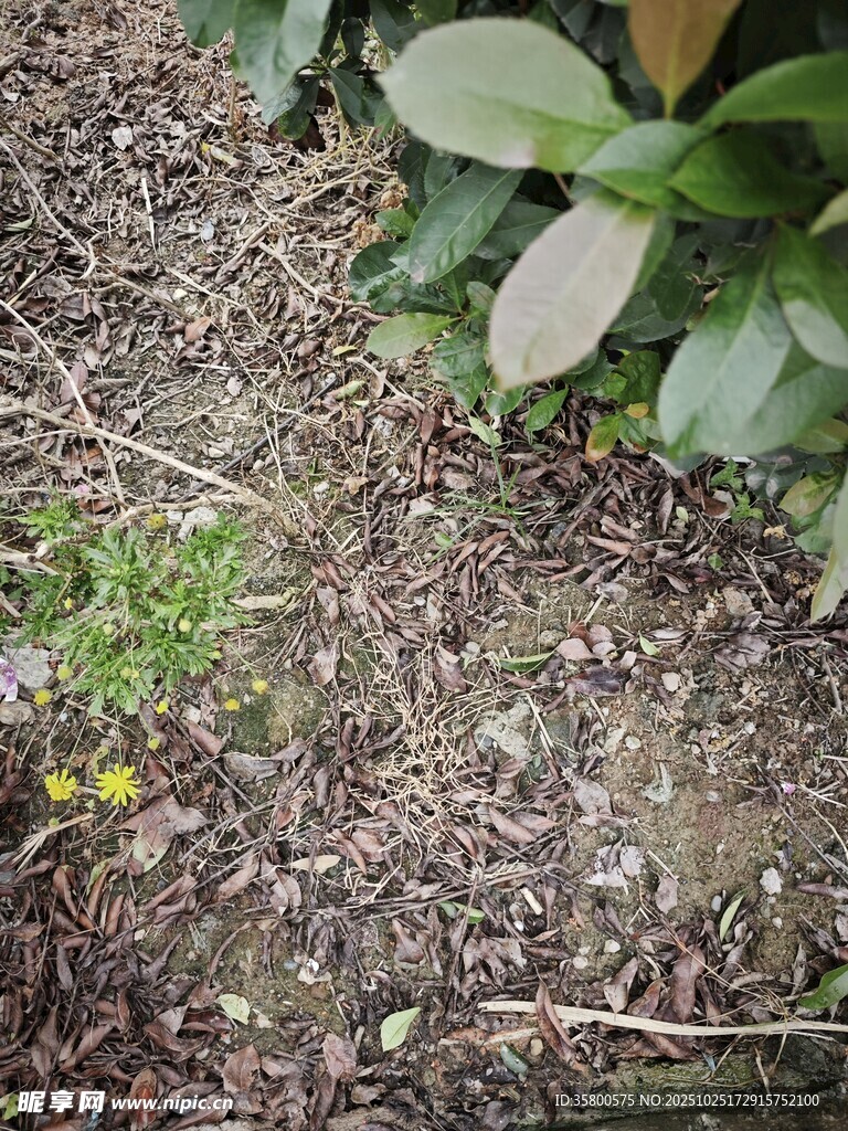 地面上的植物与落叶