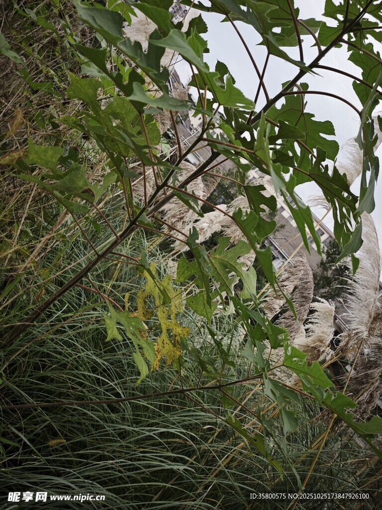 林间草丛中的白色物体