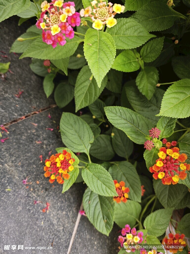 多彩马缨丹绽放于绿叶间