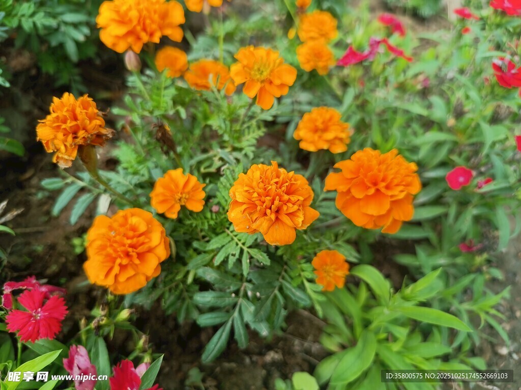 鲜艳万寿菊绽放于花丛