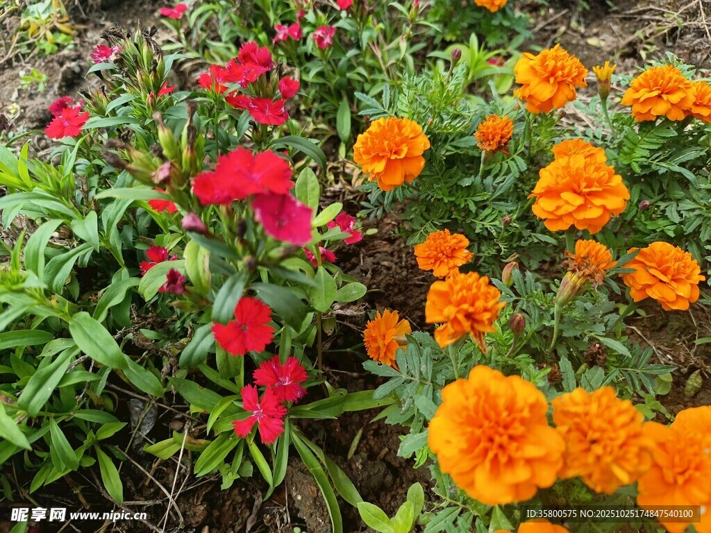 多彩花卉绽放于花园中