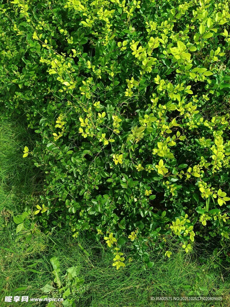 翠绿繁茂的黄色小花灌木丛