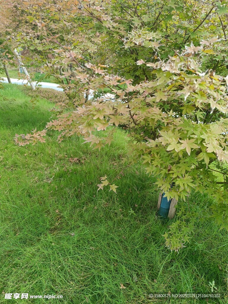 草地上的多彩树木