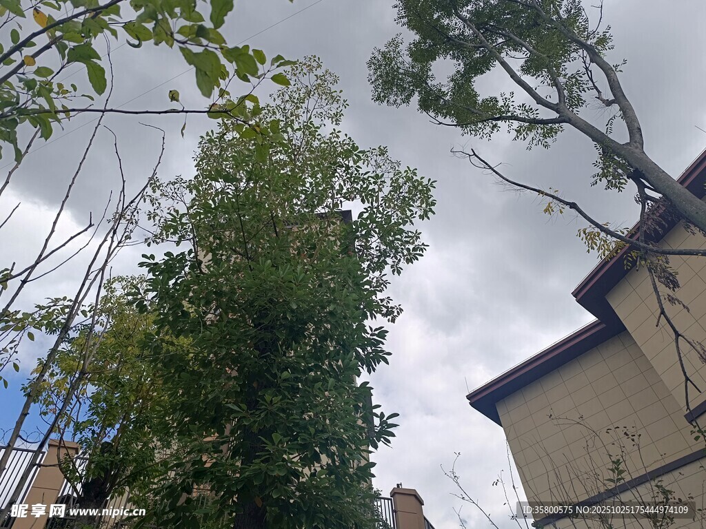 庭院绿树与房屋相映成趣