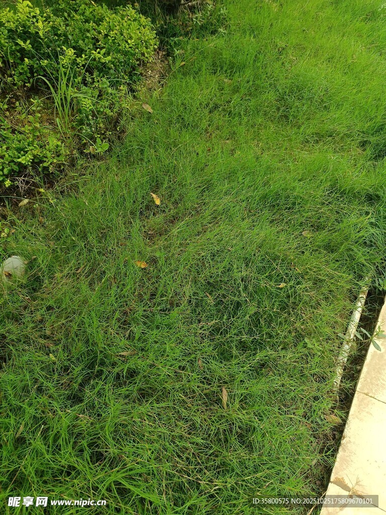 户外翠绿草地近景