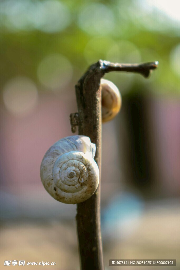 树枝上的蜗牛特写