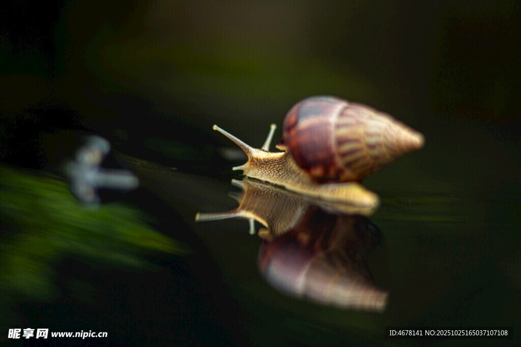 水中蜗牛的静谧瞬间