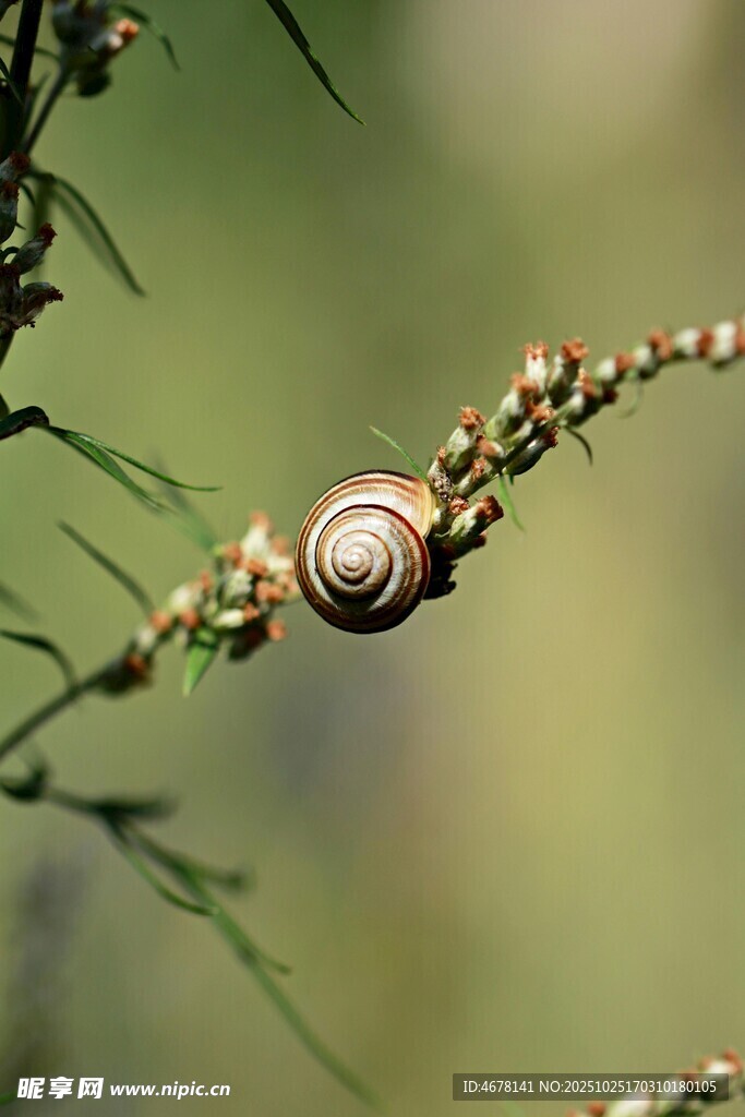 树枝上的小巧蜗牛
