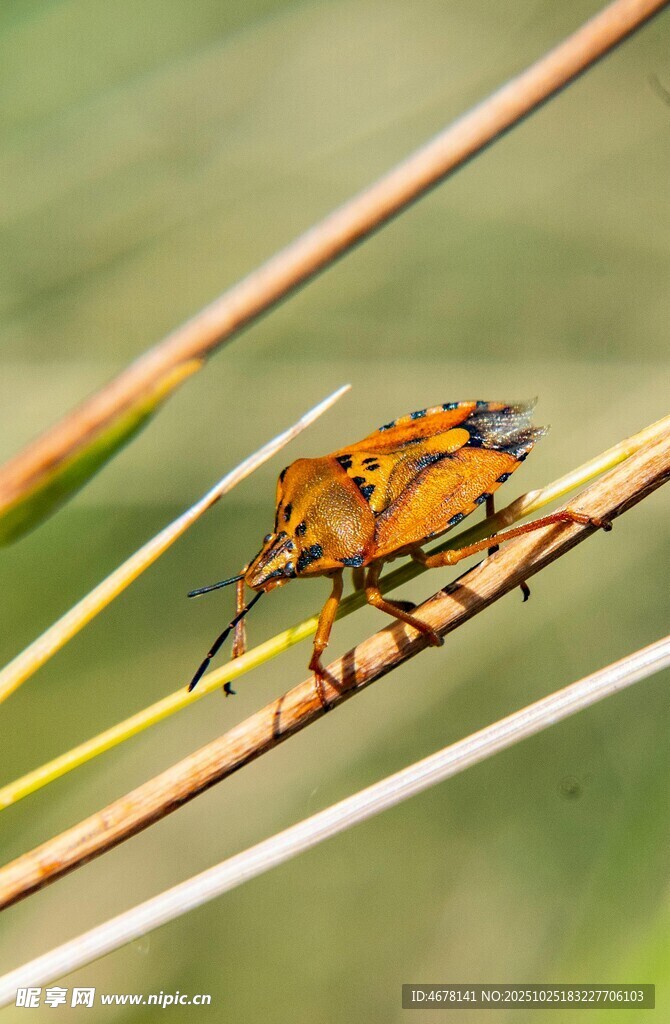橙色斑点昆虫栖于草茎