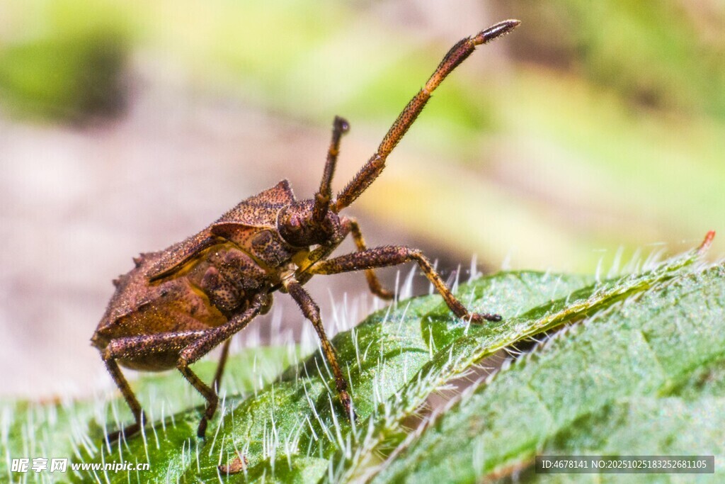 长角甲虫栖息绿叶之上