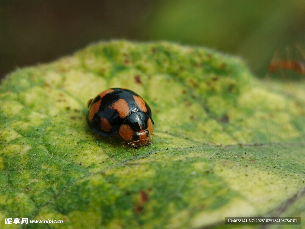 绿叶上的斑点瓢虫