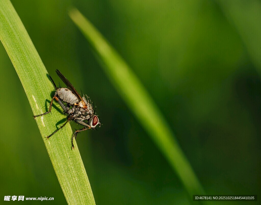 绿叶上的苍蝇