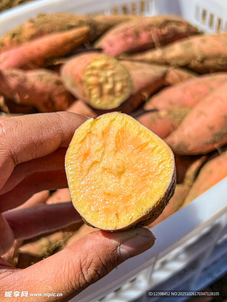 手捧切开的新鲜红薯