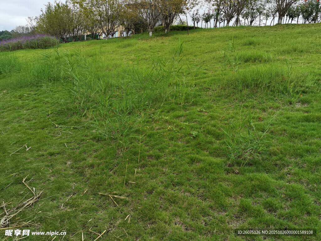 广袤绿草地自然好风光