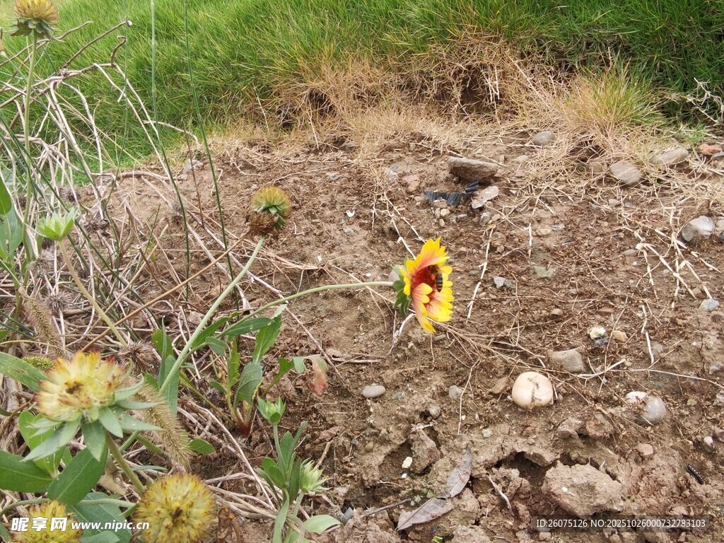荒野中绽放的艳丽小花