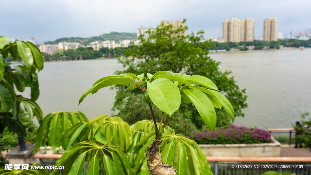 湖畔绿植与远处高楼景观