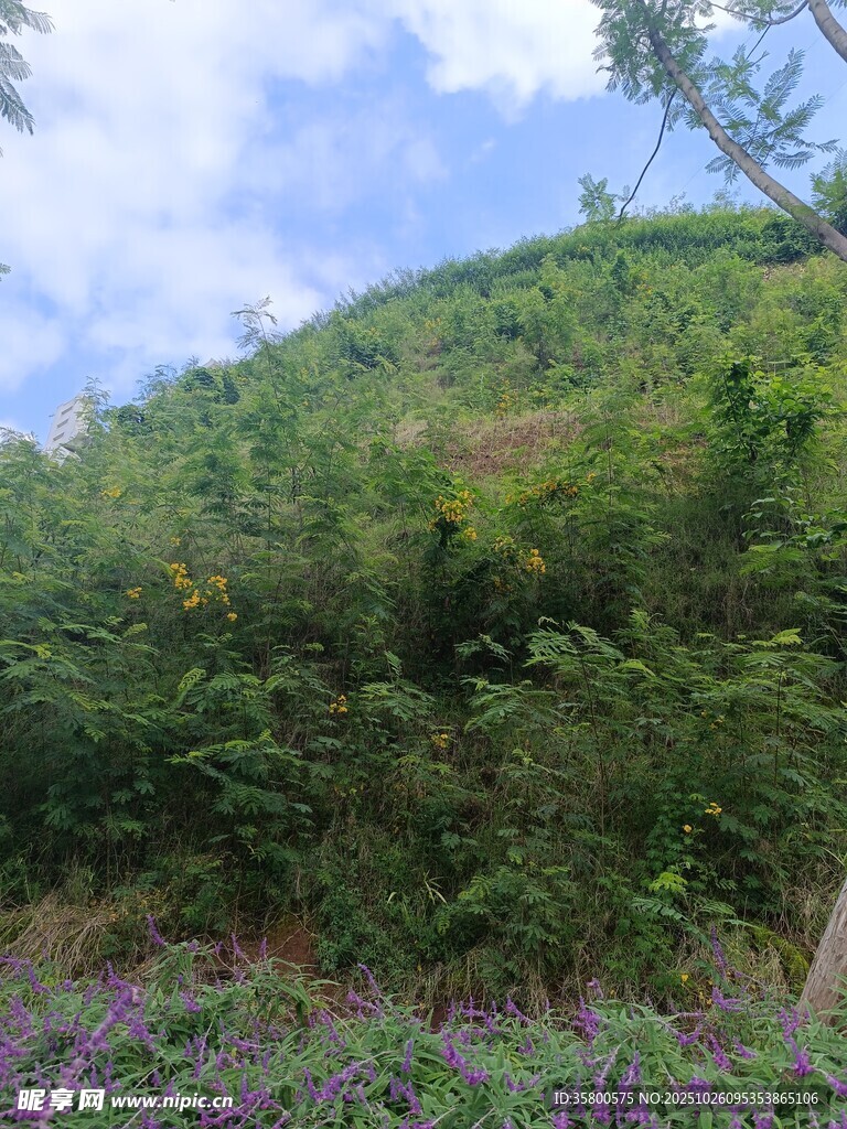山坡绿植繁茂景色宜人