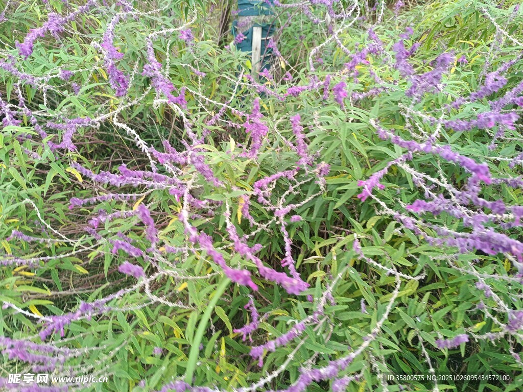 紫色繁茂花草景观