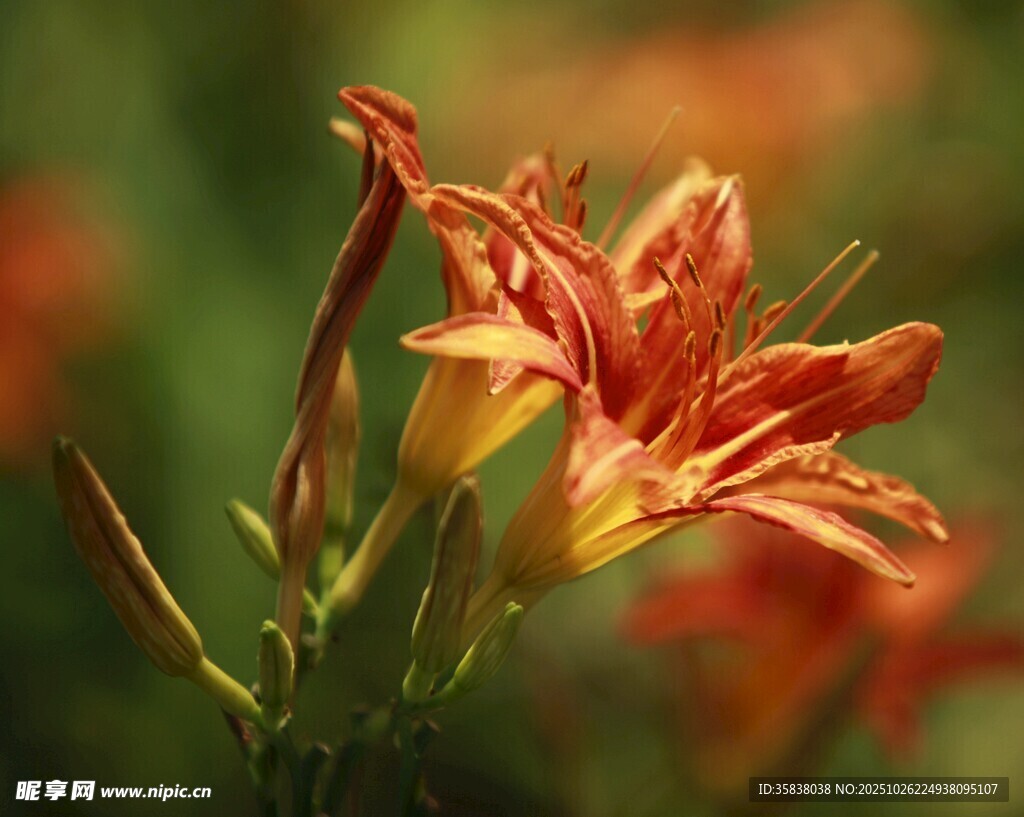 橙红色萱草花特写
