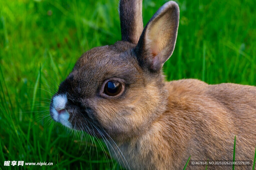 草地上的棕色可爱小兔子