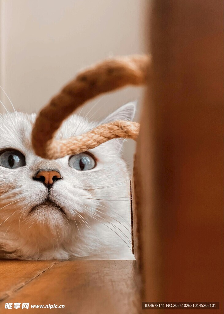 好奇猫咪玩逗猫绳