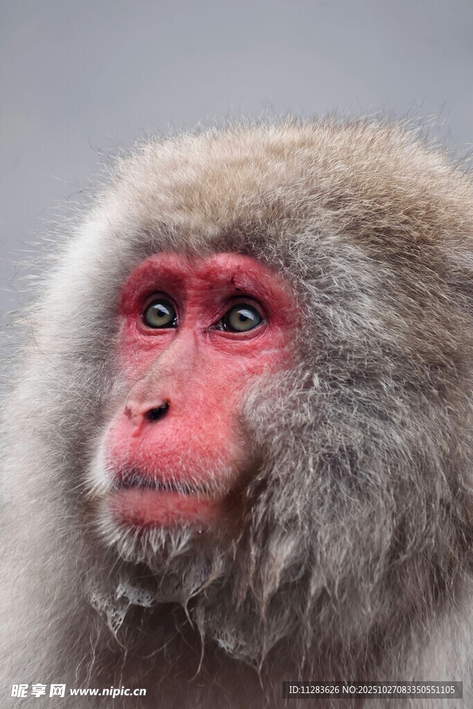 日本雪猴特写