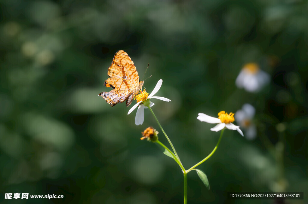 蝴蝶停驻于白色小花上