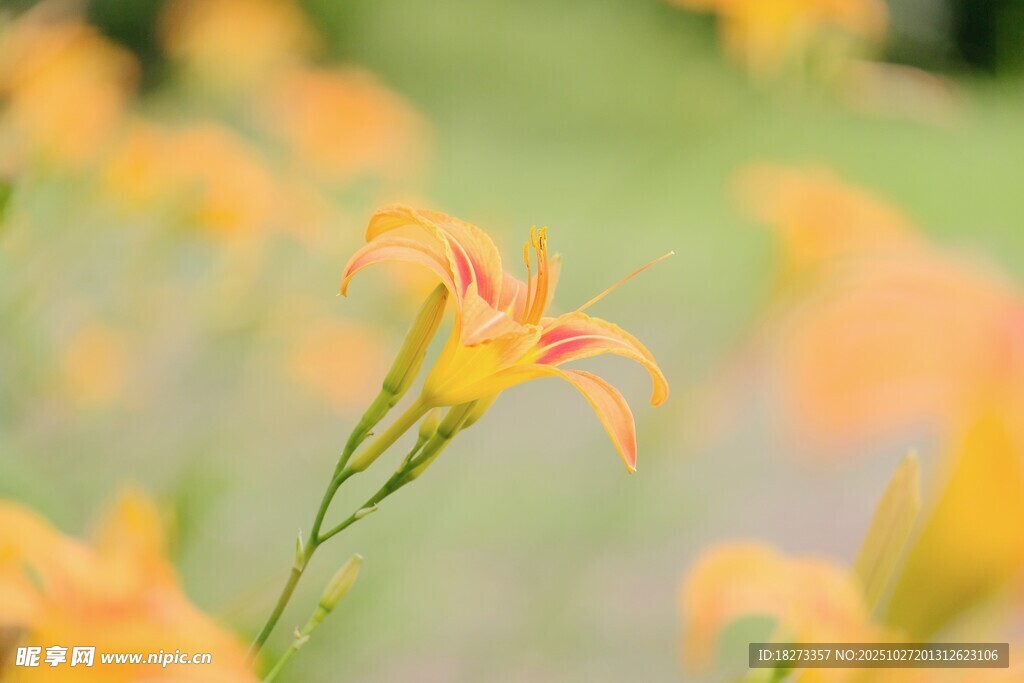绽放的黄色萱草花